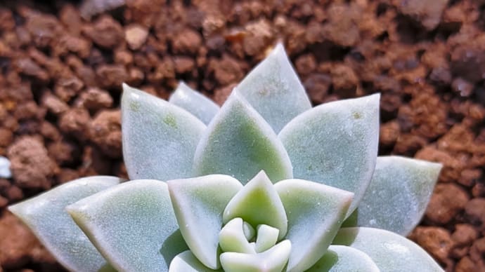 多肉植物の薄氷の各季節の育て方