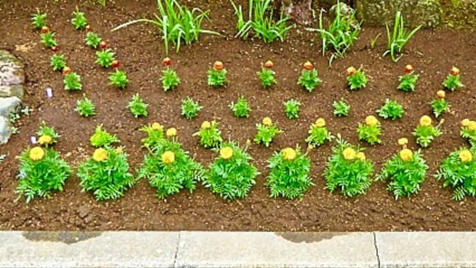 ポリ・ポットで育苗中のフレンチ・マリーゴールド、３品種48株を花壇に定植し終わりました