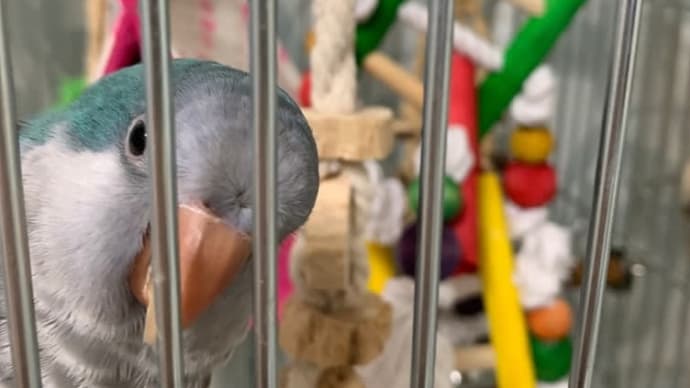 #12 インコ達の模様替え