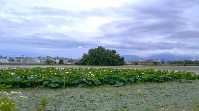 北池へ探鳥ウォーク ・・・ 7月13日