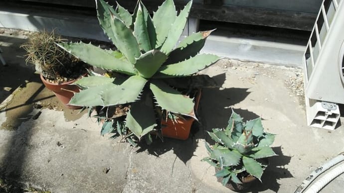 サボテンと多肉植物を日当たりよい軒下に