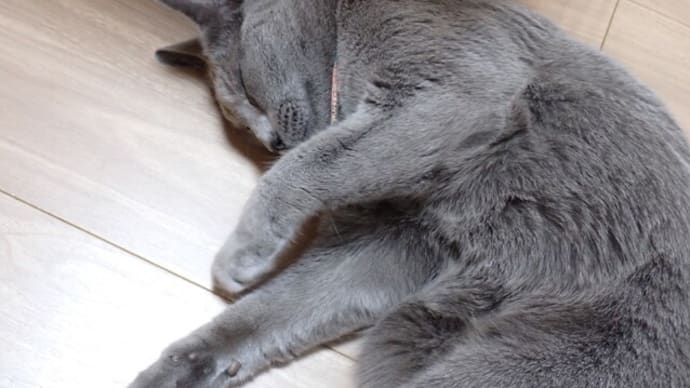 眠るソバちゃん