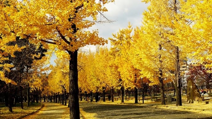 今秋最後の紅葉見物は大阪城公園のイチョウ並木
