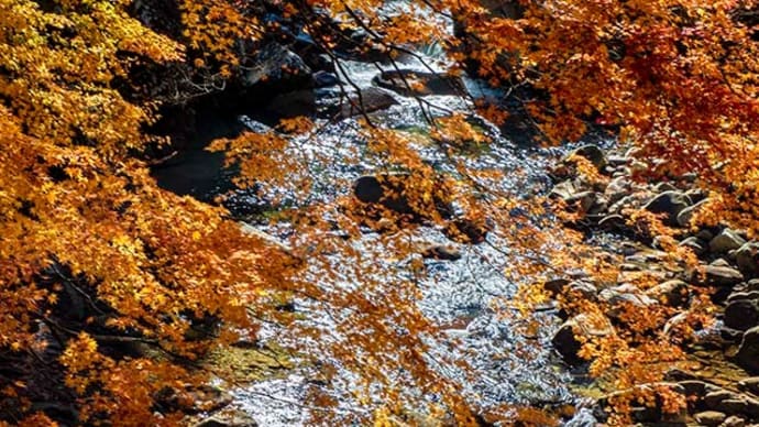 根羽村　小戸名渓谷の紅葉