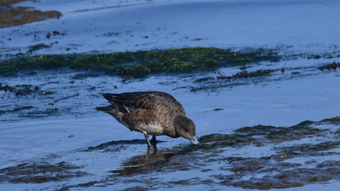 粟島の野鳥たち ヒドリガモ