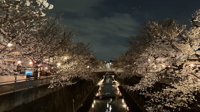 夜桜写真と金魚葉椿