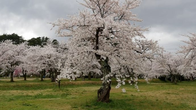 無人の村松公園　満開の桜