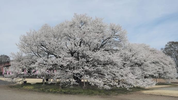 薄墨桜とカタクリ