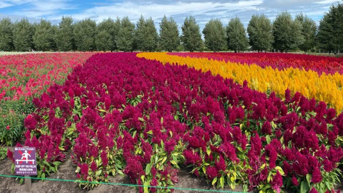 アロマテラピーで 富田ファーム 中富良野 北海道