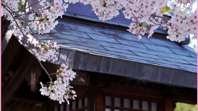2023桜便り3(阿部野神社の桜)