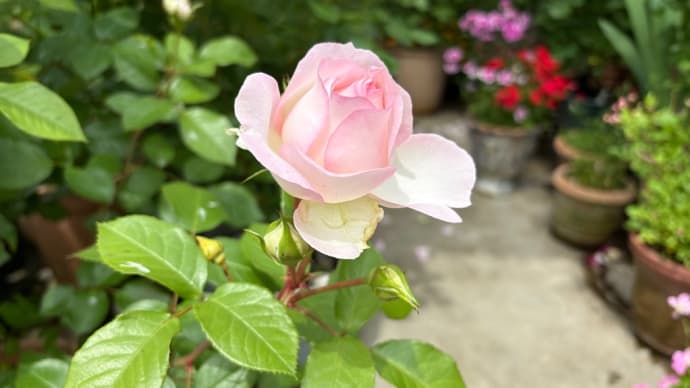 花が咲く時 ⑧ 〜5月後半に咲くバラ〜