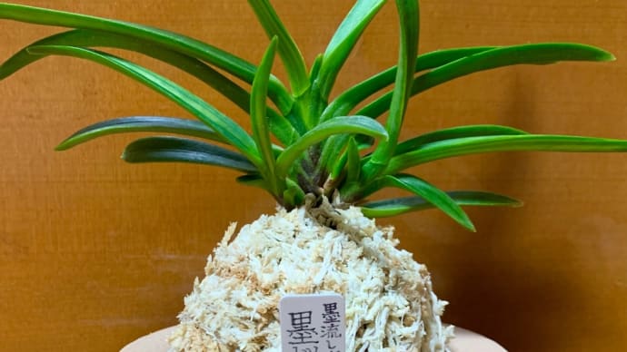 墨桜