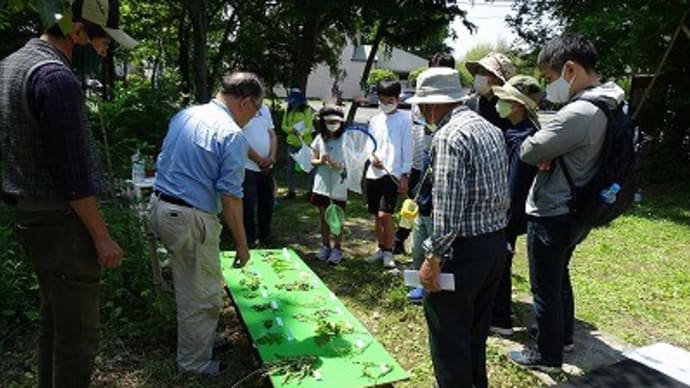 加須市大越昆虫館「自然教室 食べられる野草の観察会・試食会」