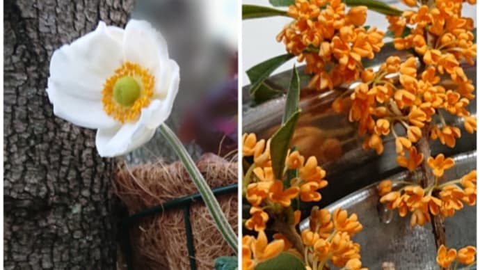 芋掘り