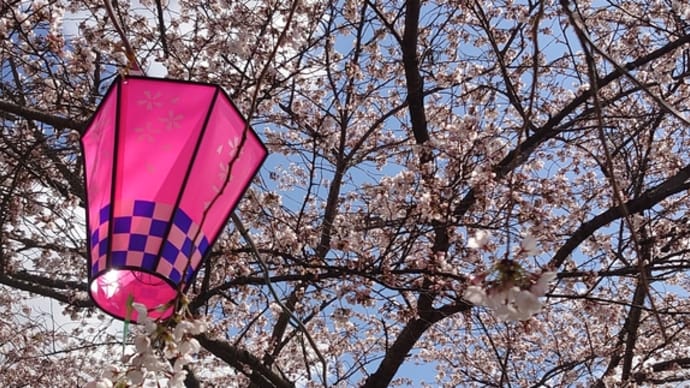 ☆山形馬見ｹ崎川の桜