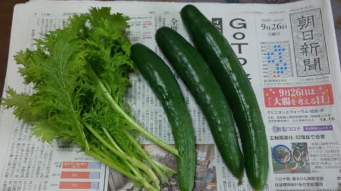 夏野菜栽培記録・パッションフルーツ㉓