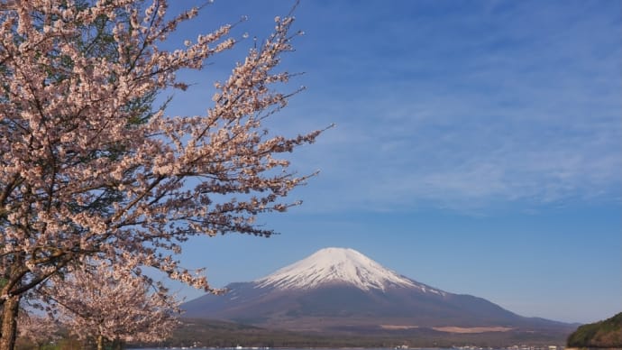 20/Apr  山中湖の富士山と桜とコブハクチョウと野鳥たち
