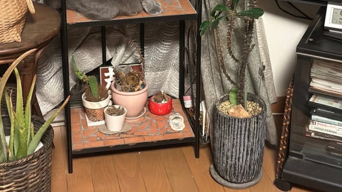 我が家のオブジェ🐈⬛