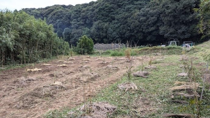 里山のベリー園が完成