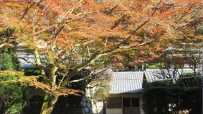 12/8 奥湯河原の紅葉