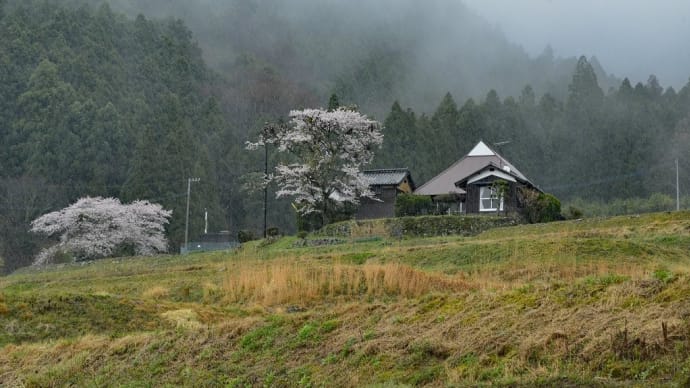 雨にけむる桜