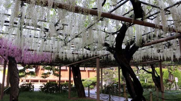 江南市 曼陀羅寺の藤 8