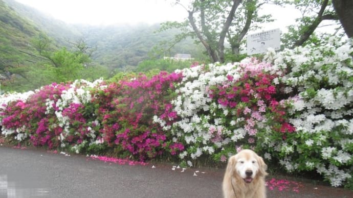 安部山公園のツツジ 22.4/25