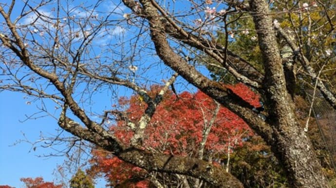 冬桜と紅葉の桜山公園へ