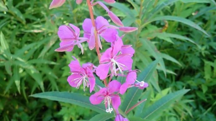 尾瀬、晩夏 - その⑤、最終回(晩夏に咲くその他の花)