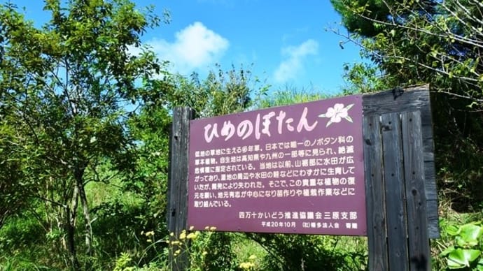 ヒメノボタン~三原村「星ヶ丘公園」