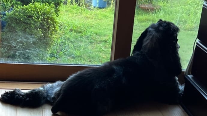 ベス🐕🦺ありがとうね・・・息子の最後のひと言