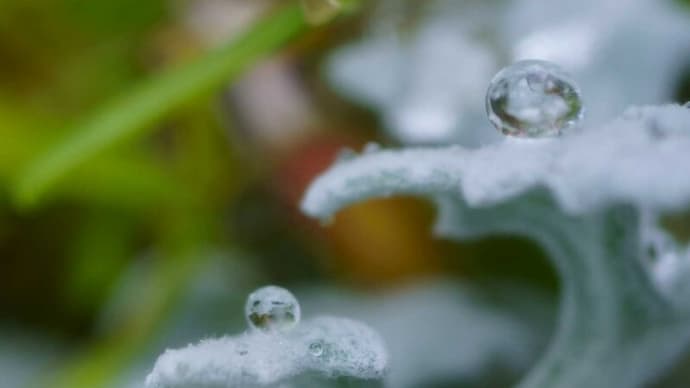 ●我が家の2月の花(4) シロタエギク ハボタン 雪のしずく