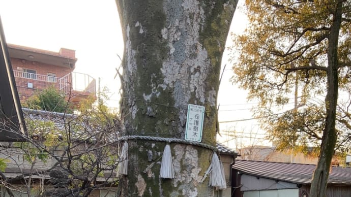 中野区散歩📍その2