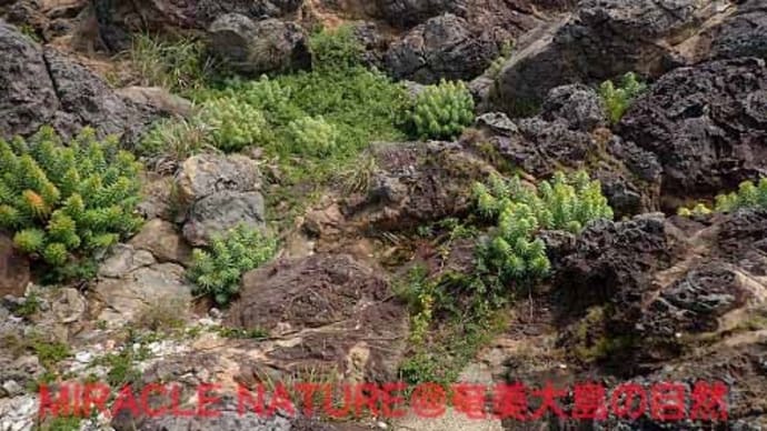 海岸岩場の植物：イワタイゲキ