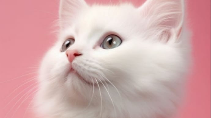 猫さん集合