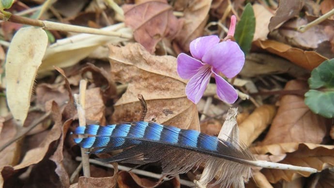 青い羽根のアクセサリーと青い蜂