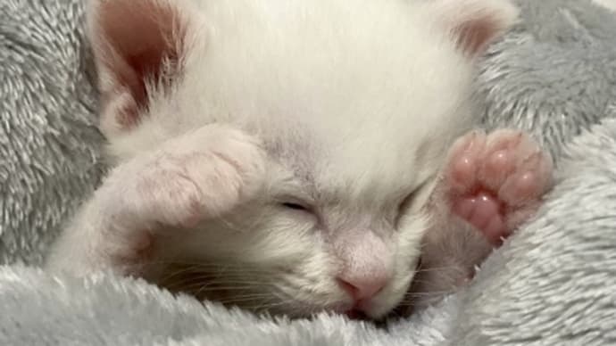 まさに天使 秒で寝落ちした子猫の姿が尊すぎる