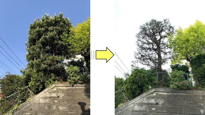 植木屋さん高齢化により引退 松の手入れをする方がいなくなった松の剪定作業