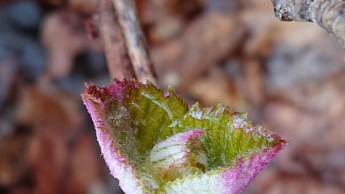 ヤマブドウの新芽→花