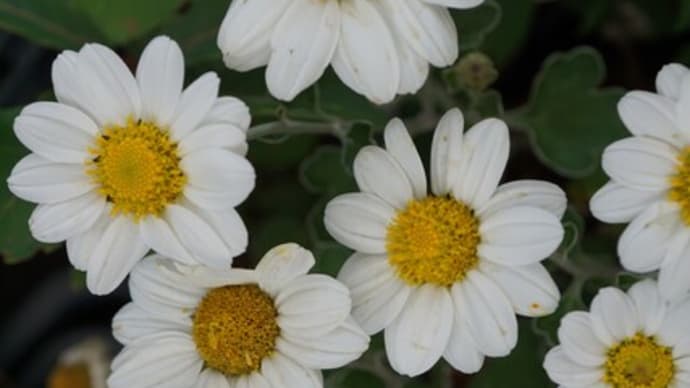 秋~冬の花:野菊