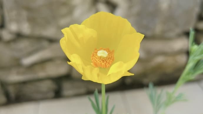 素敵な花苗買いました&アスパラ菜がモリモリ