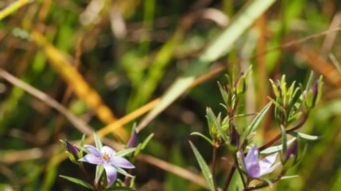 秋吉台秋の花と移動運用