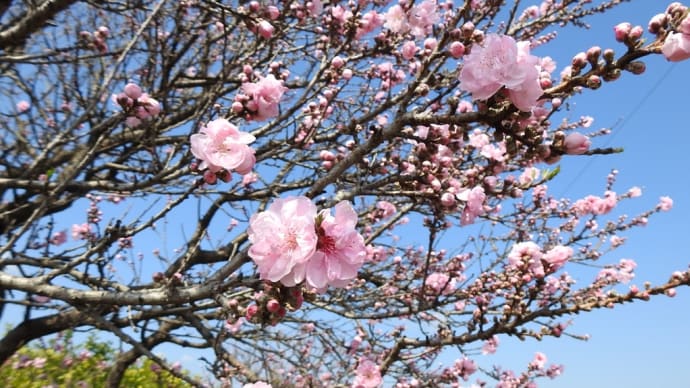 光林寺のしだれ桜〜県民の森へ