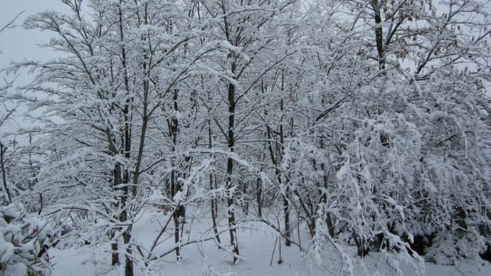 遅い初積雪