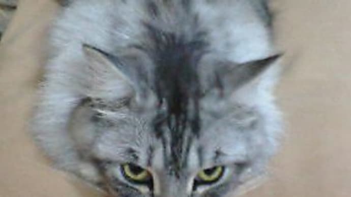 テング猫になりつつあるうる