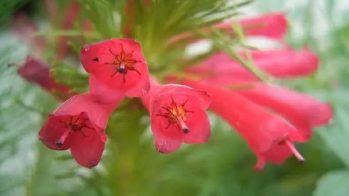 エリカ 袖を引きエリカの花ってこれと妻