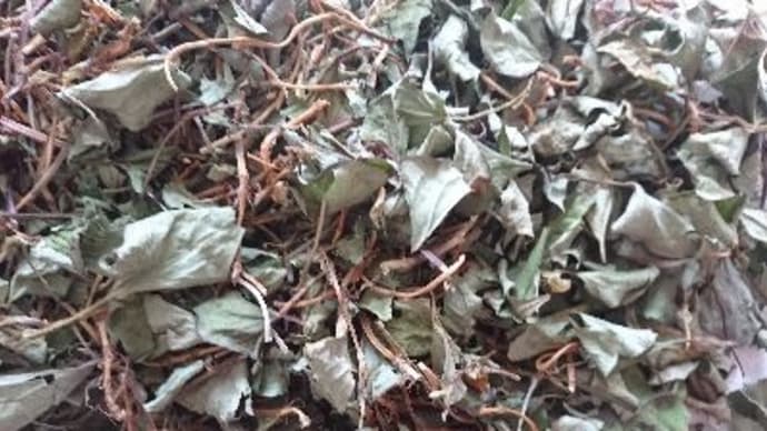 新茶です。ドクダミですけど