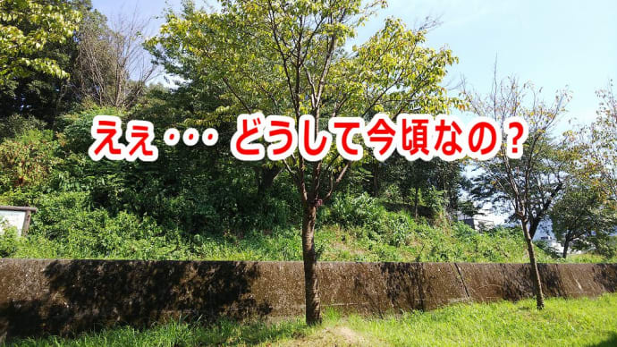 えぇ…どうして今頃なの?