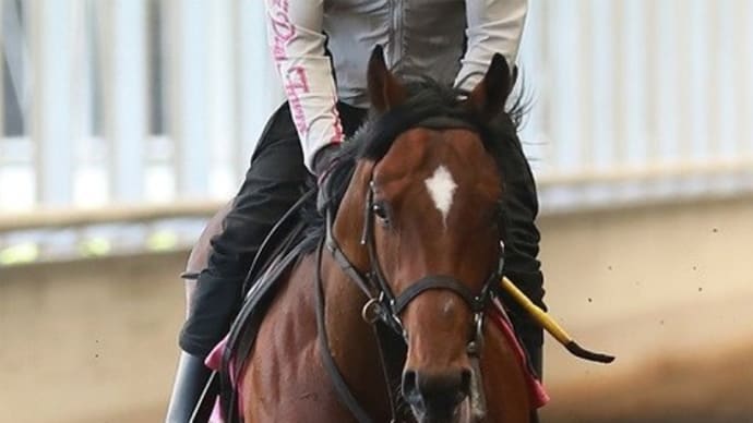 【バスラットレオン】入厩、デビューを意識した乗り込み!