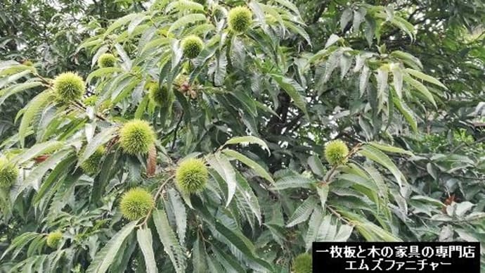 1668、大判です。この幅の栗の木の一枚板は、なかなか手に入らないかも。一枚板と木の家具の専門店エムズファニチャーです。